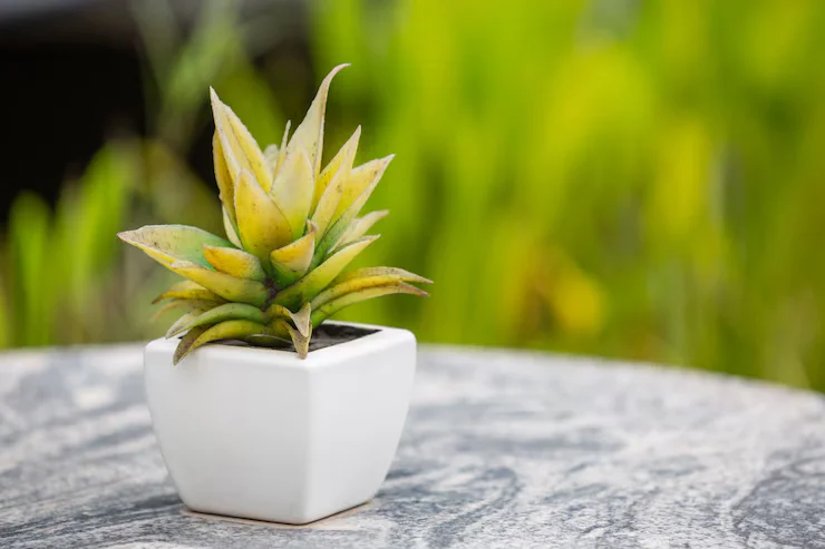 How to Care for Your Air Plant