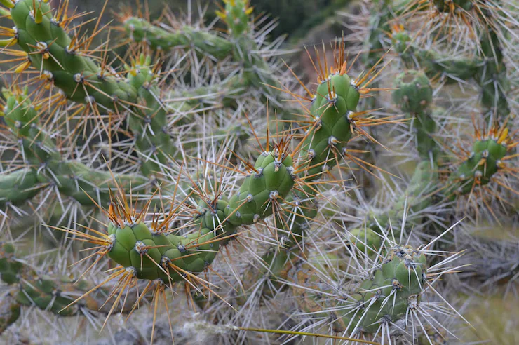 The hidden beauty of desert plants