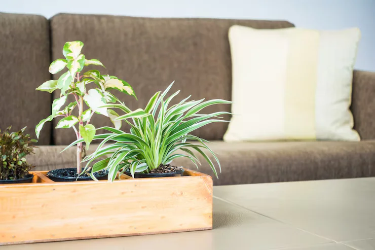 What Makes Air Plants Unique