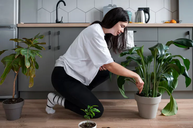 Why indoor plants die: common causes