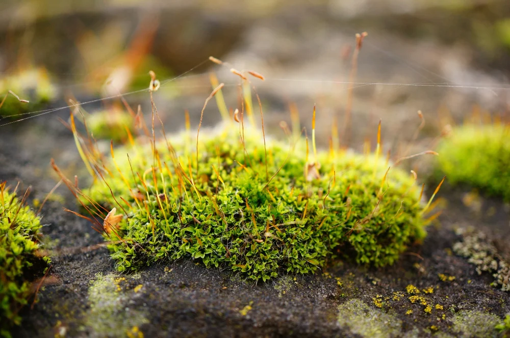 Best Containers for Marimo Moss Ball Plant Care