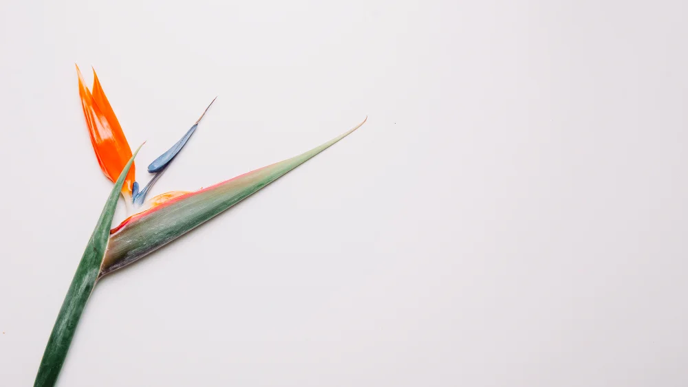White Bird of Paradise Plant Care: Soil, Watering & Growth Tips