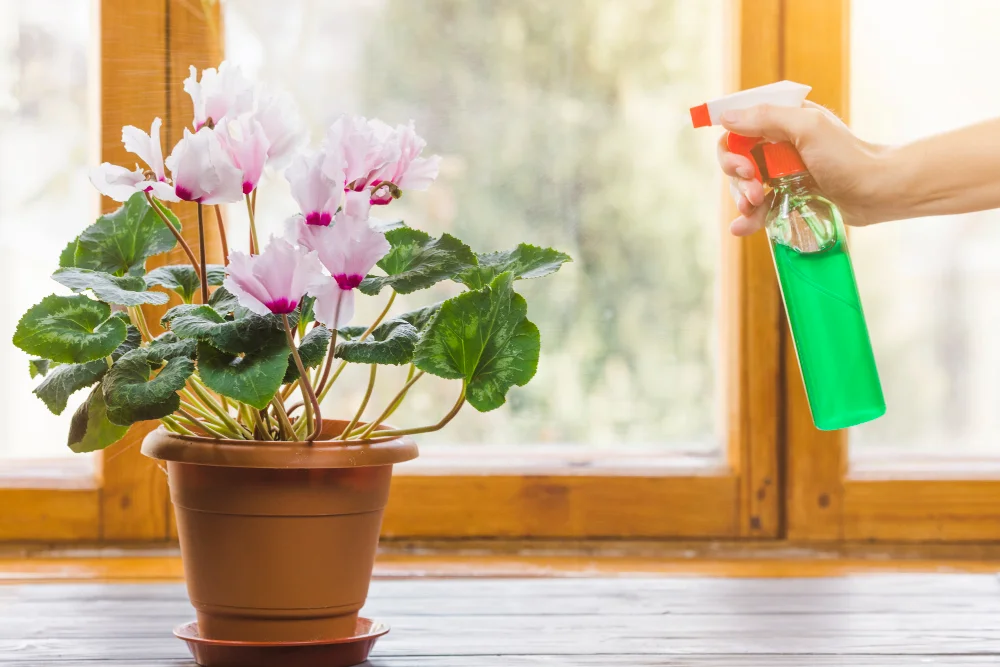 Butterwort Plant Care: Easy Guide to Grow Carnivorous Plants