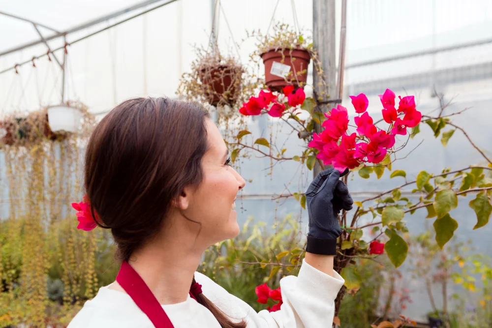 Firecracker Plant Care: A Complete Beginner-Friendly Guide