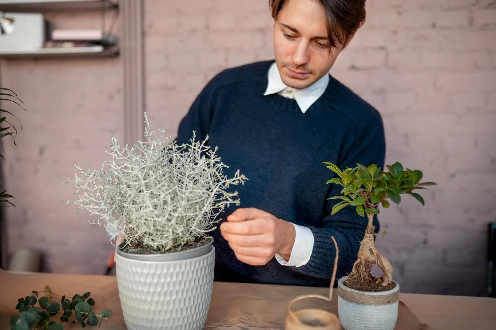 Care of Carasel Plant: Easy and Effective Ways to Keep It Healthy