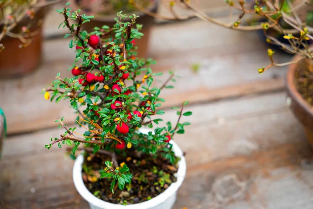 Rosary Vine Plant Care: Thriving Strings of Hearts