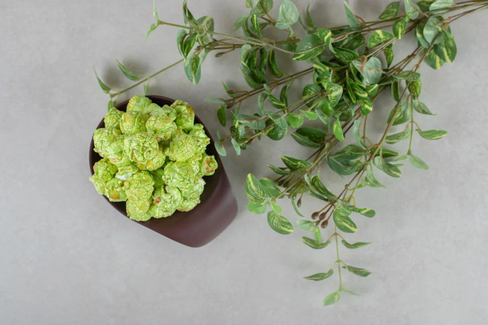 Why People Love Marimo Moss Balls