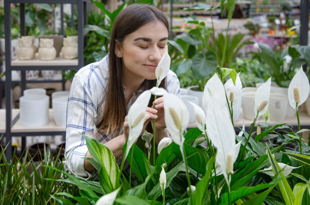 big peace lily plant