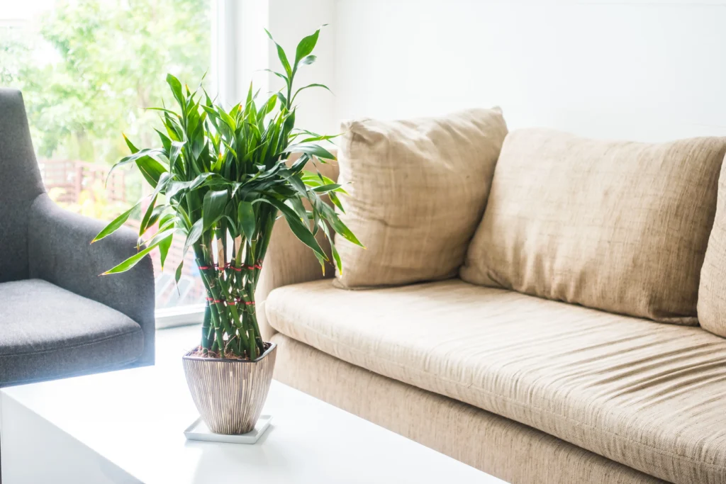 Bonsai Bamboo Plant Care with Right Light and Pot