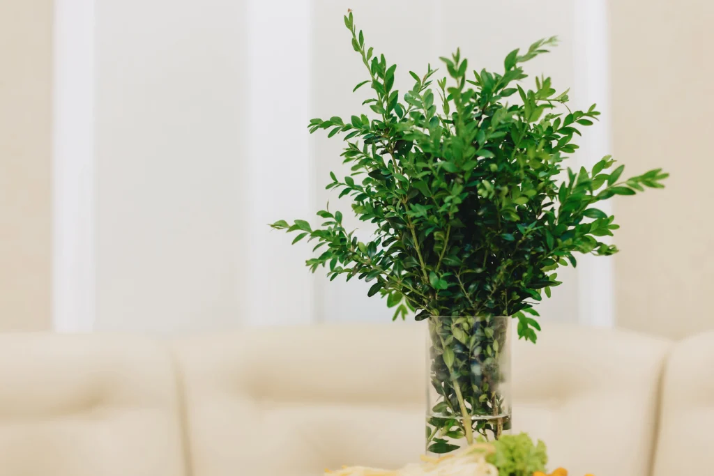Bonsai Bamboo Plant Care