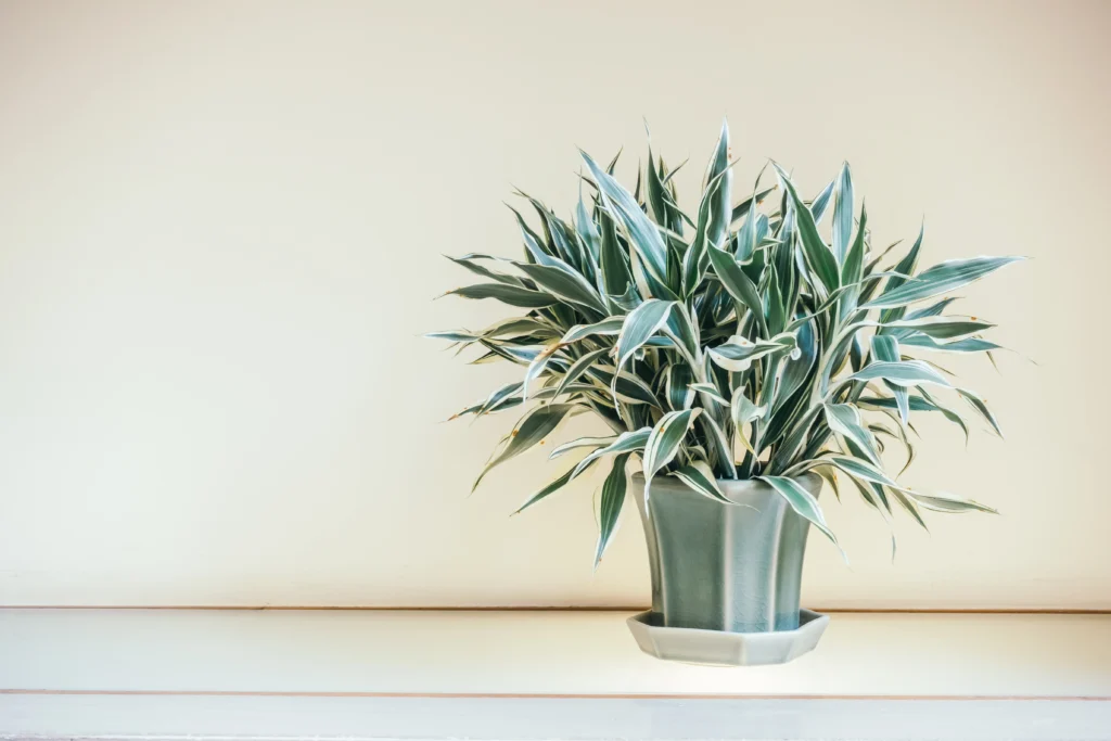 Dracaena Plant