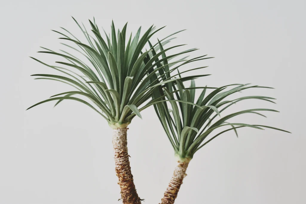 Dracaena Plant: Creating the Ideal Home Environment for Dracaena