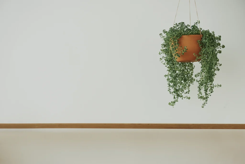 Finding the Perfect Hanging Plants for Your Needs