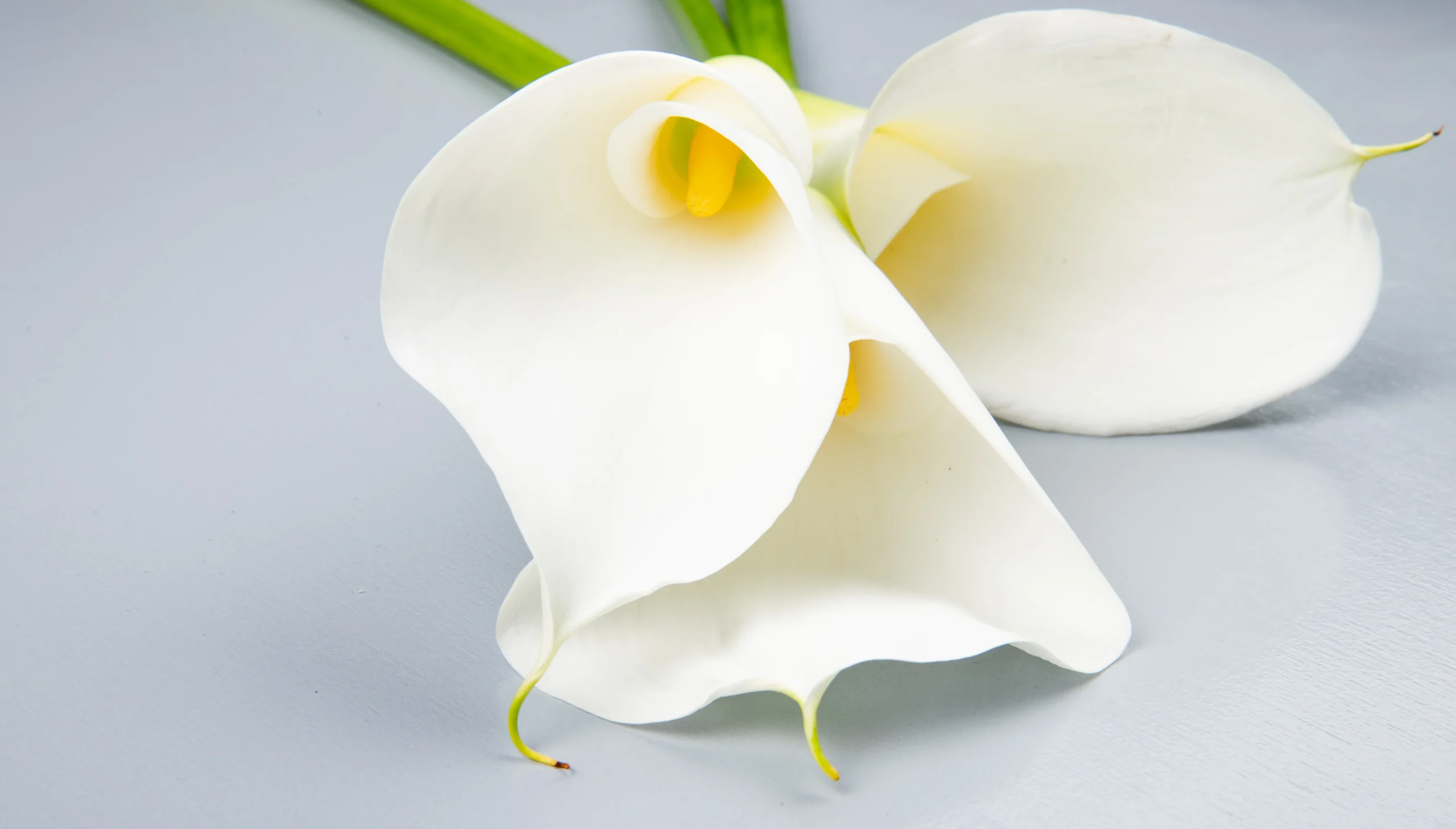 peace lily spathiphyllum photo