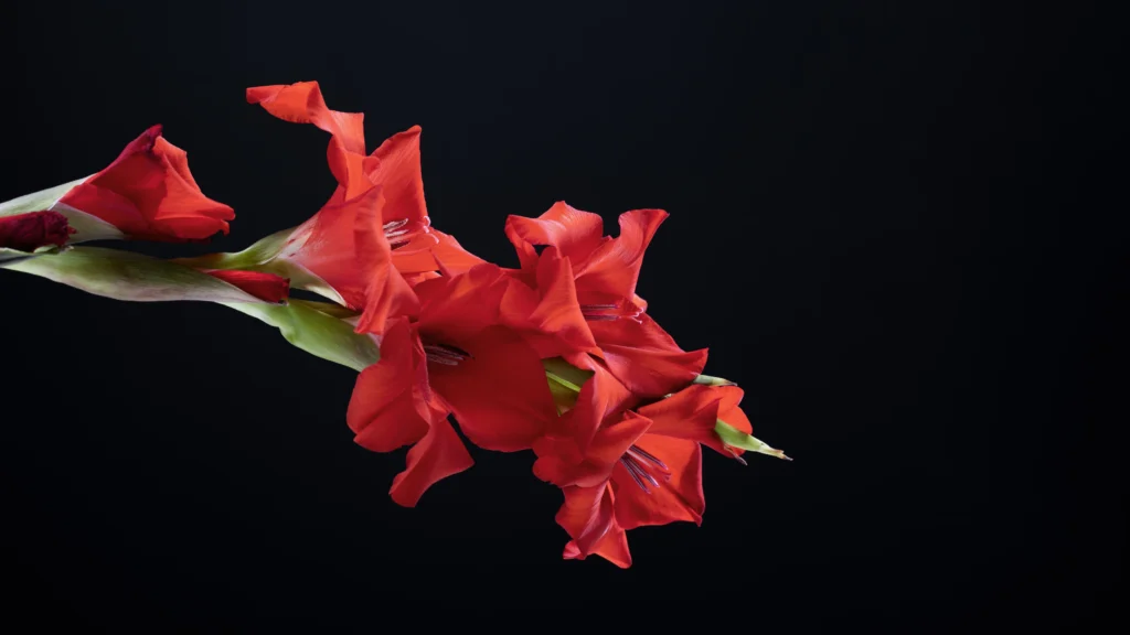 red peace lily