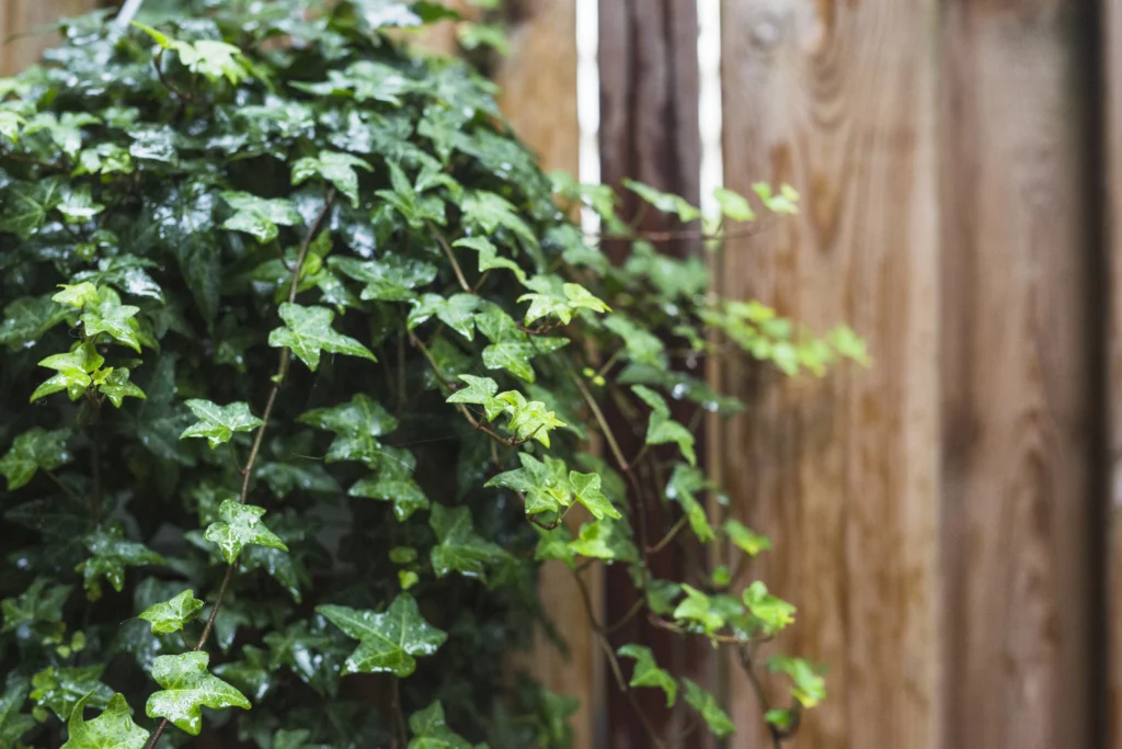 swedish ivy plant care