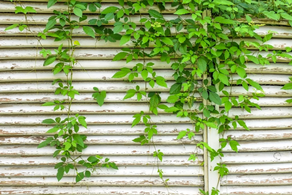 Swedish Ivy Plant Care Swedish Ivy Plant Care: Finding the Right Spot and Conditions for Healthy Swedish Ivy Growth