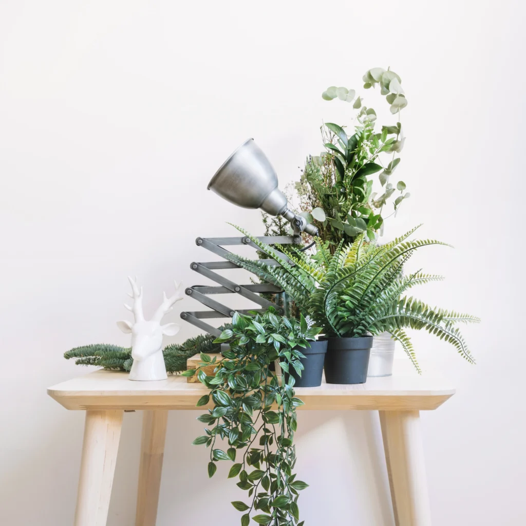 Swedish Ivy Plant Care Swedish Ivy Plant Care: Choosing Soil, Pot, and Repotting for Long-Term Plant Health