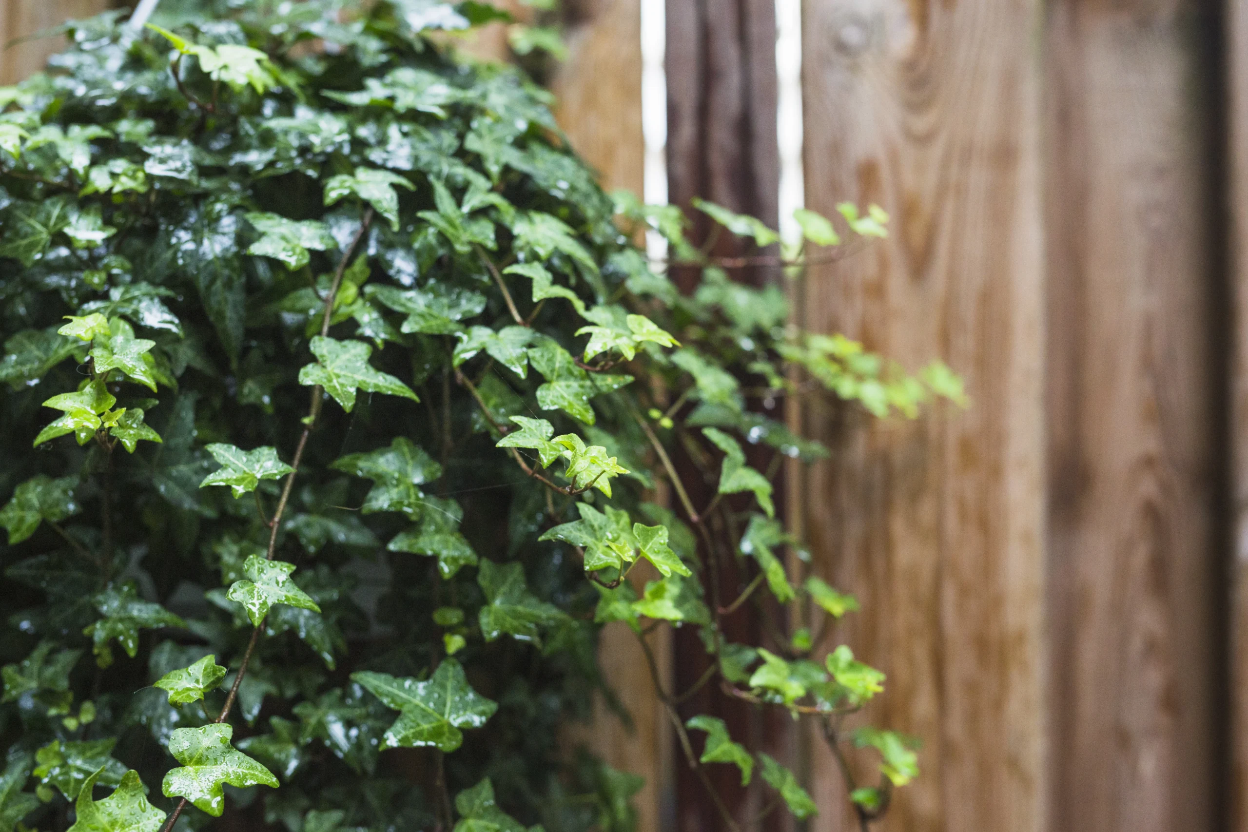 swedish ivy plant care