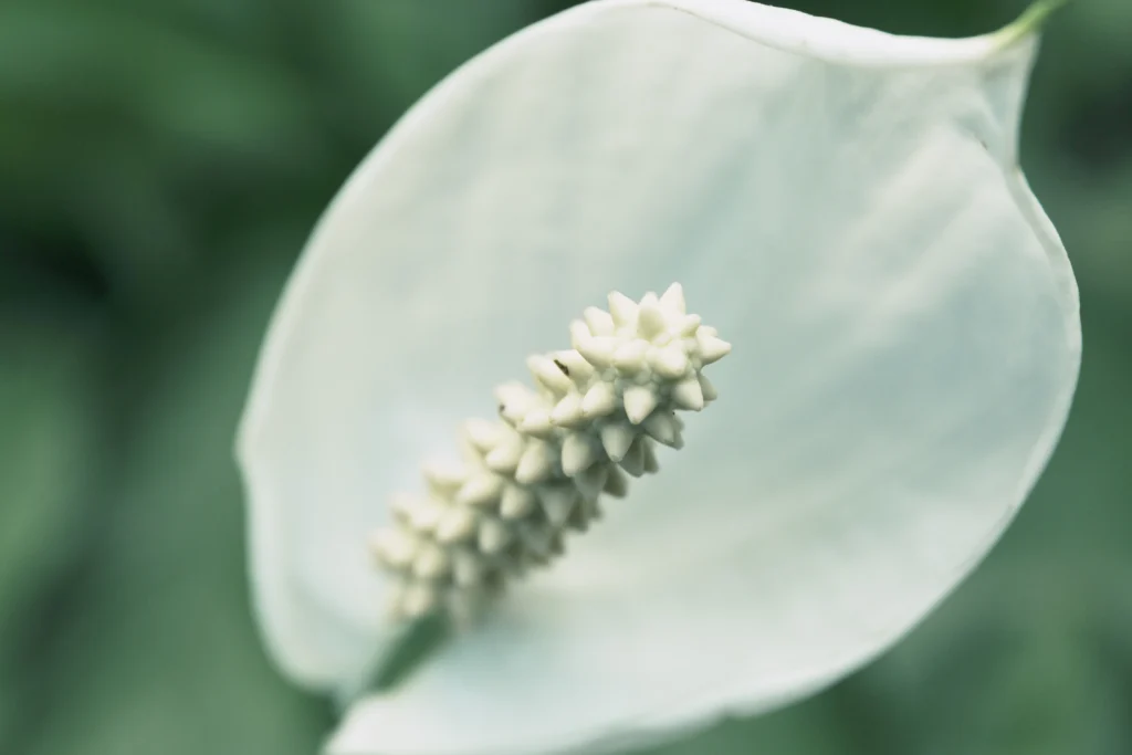 Understanding the Giant Peace Lily’s Unique Features