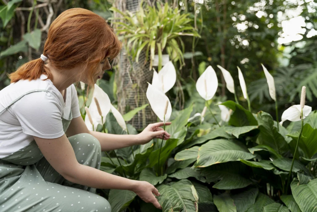 giant peace lily