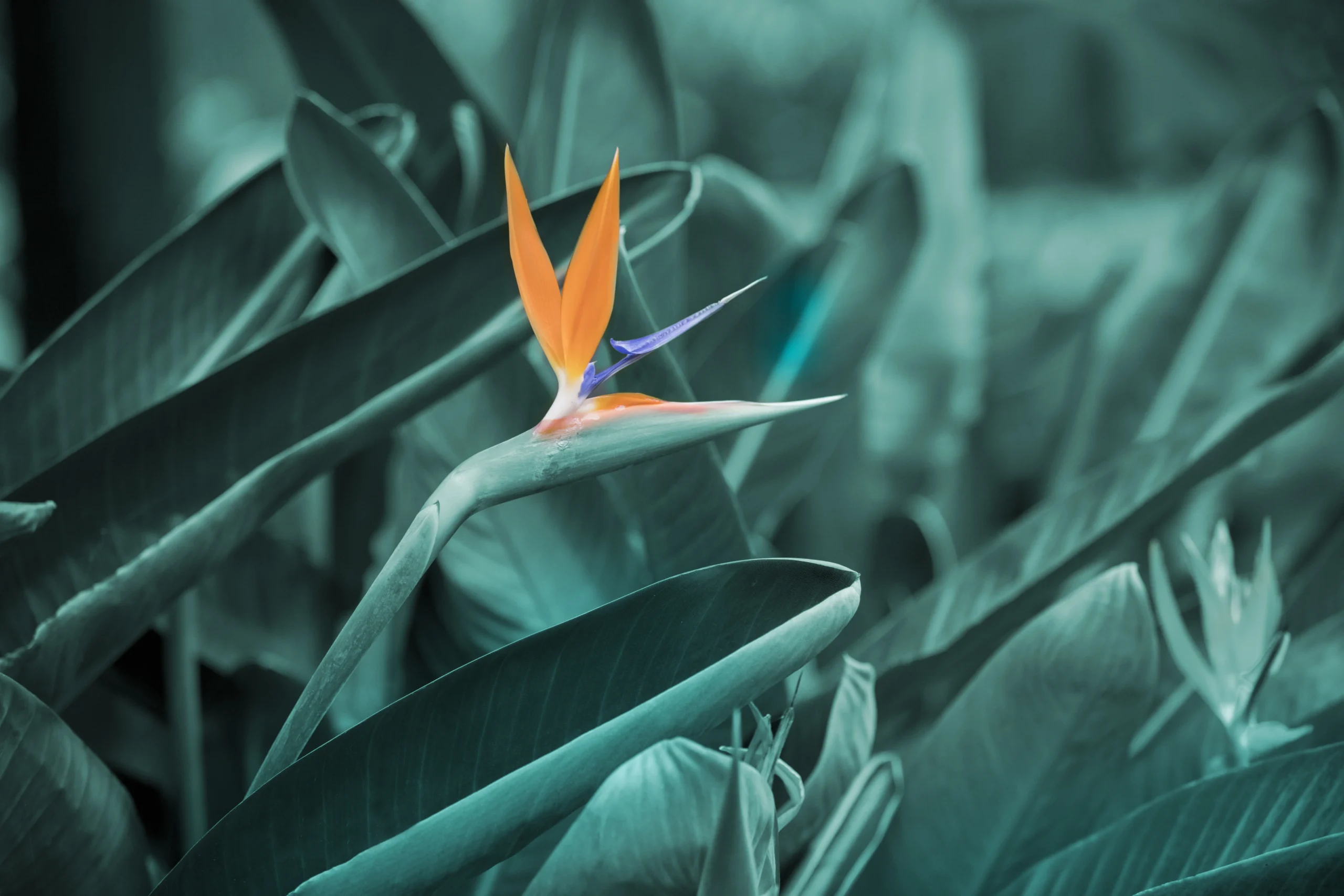 white bird of paradise plant