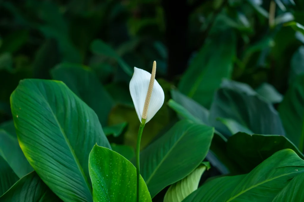 peace lily leaves