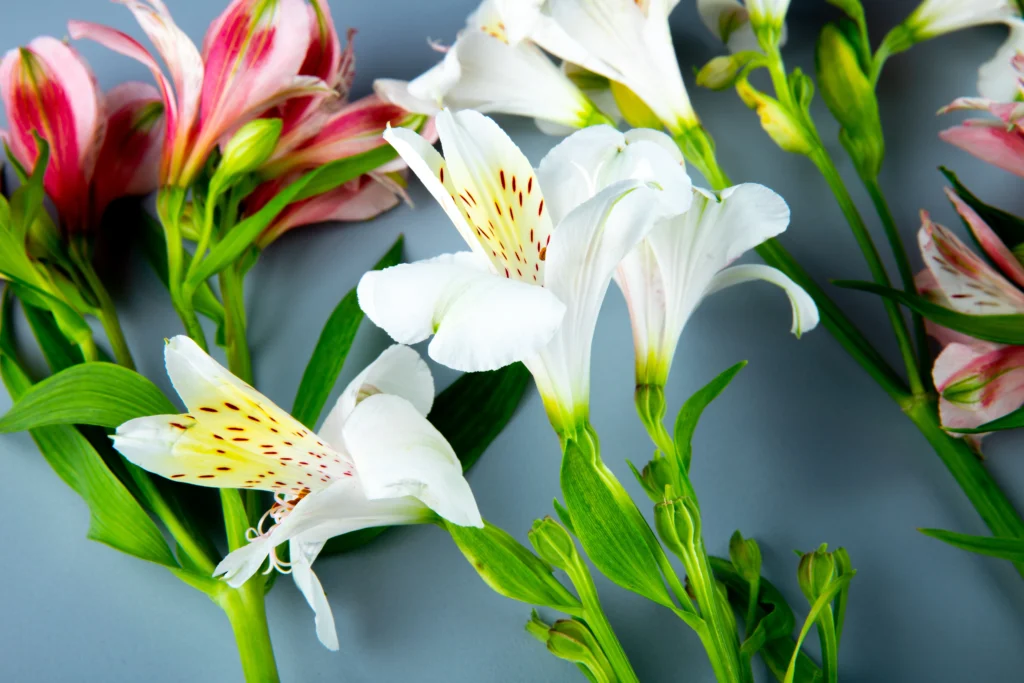 peace lily or chinese evergreen flower