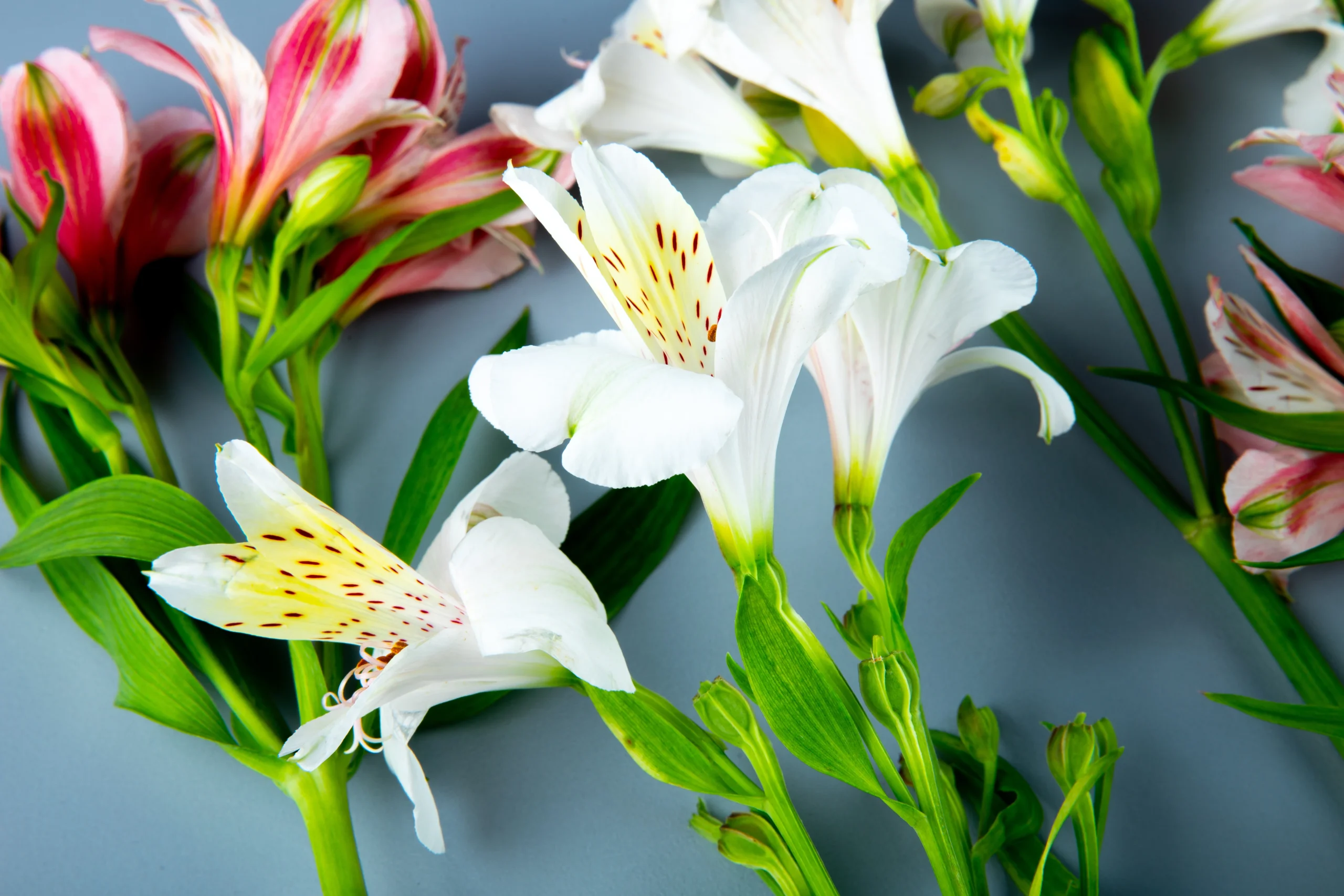peace lily or chinese evergreen flower