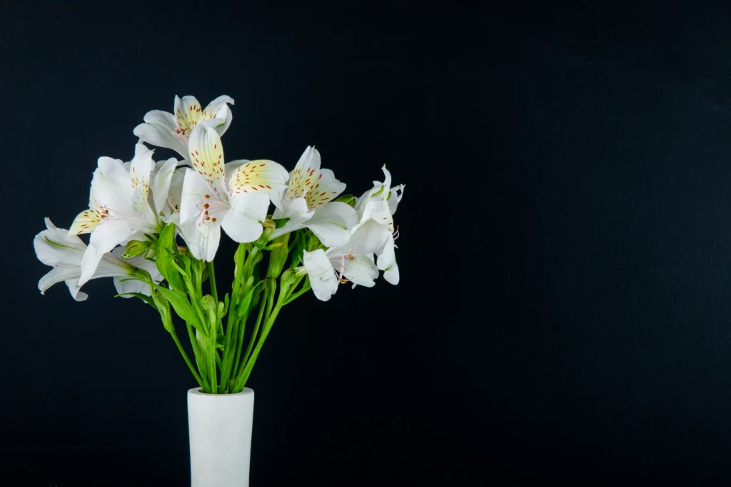 peace lily pot