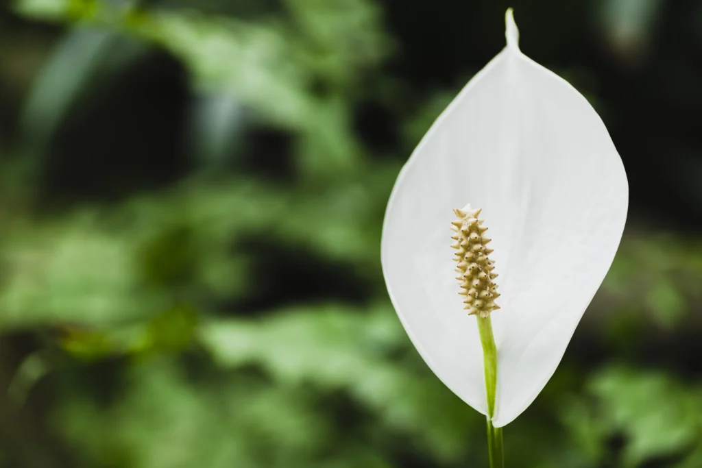 What Makes the Sensation Peace Lily Unique