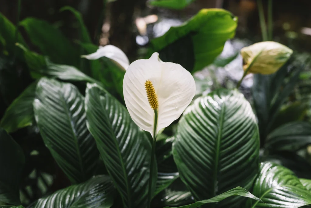 Understanding the Spath Sensation