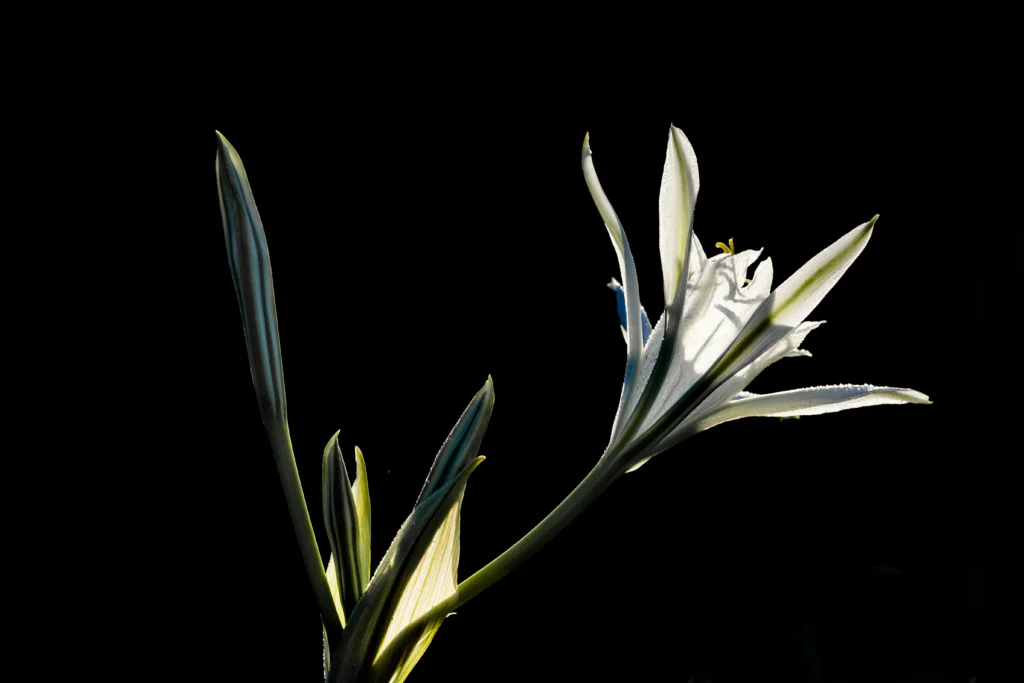 white bird of paradise indoor plant care 1 White Bird of Paradise Indoor Plant Care: Creating the Right Indoor Environment for Growth