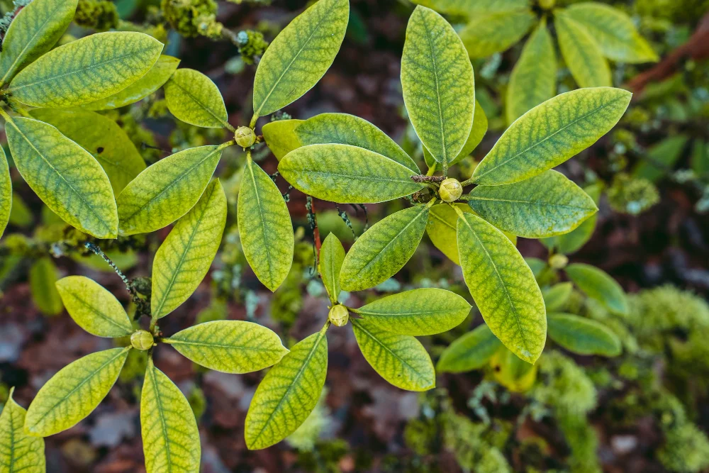 Mannacote: The Future of Sustainable Plant Nutrition