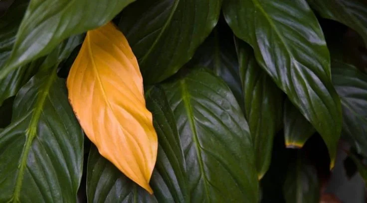 Peace Lily Turning Yellow