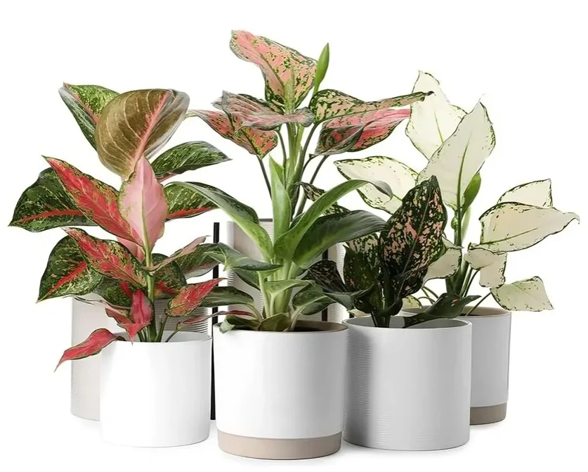 Chinese Evergreen Care Guide: Easy Aglaonema Tips