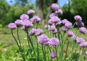 Flowers on Garlic Plants: