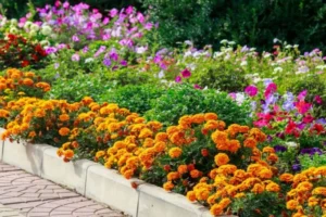 Perennial Flowers That Bloom All Summer