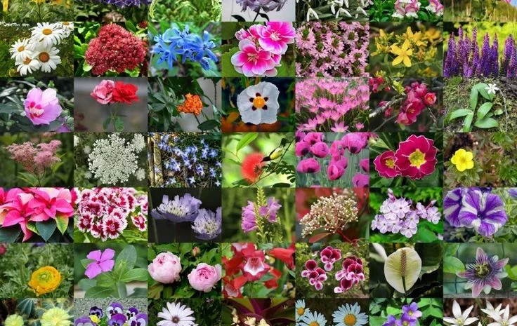 100 Types of Flowers: