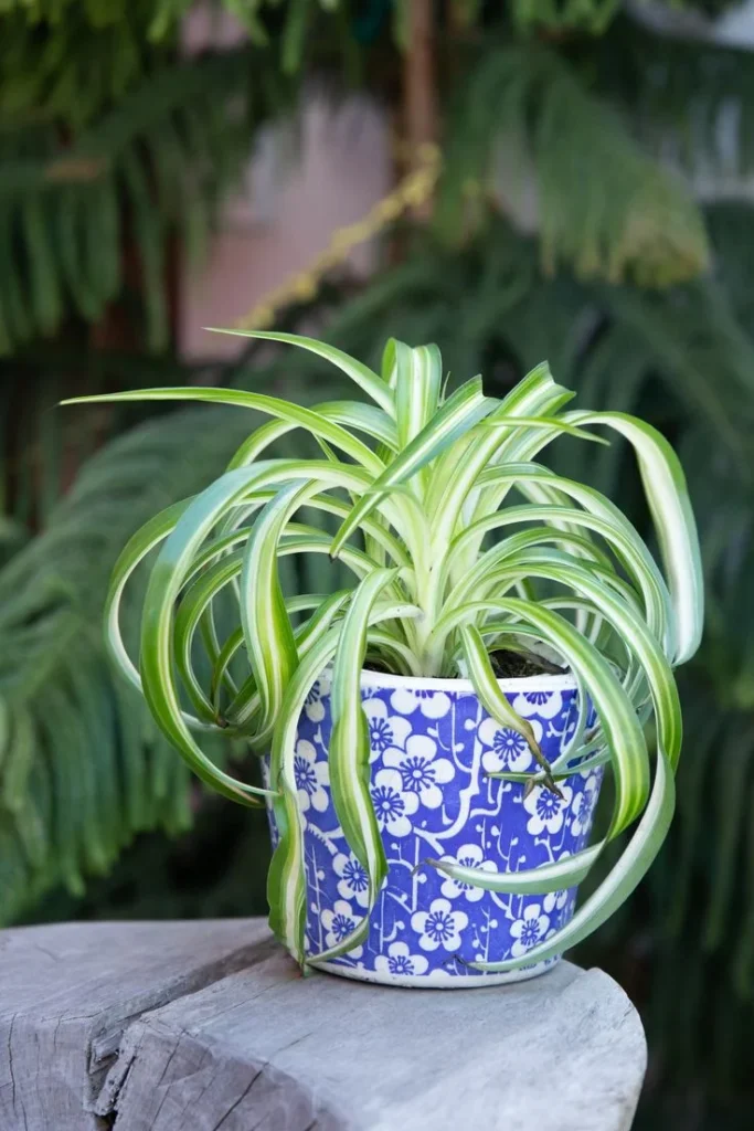 Do Spider Plants Like Direct Sunlight?
