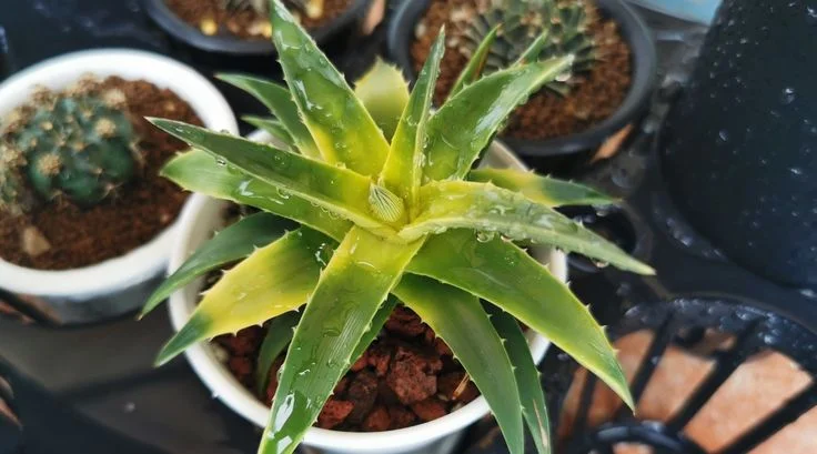 Benefits of Aloe Vera Plant in Home