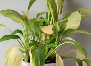 Peace Lily Yellow Leaves