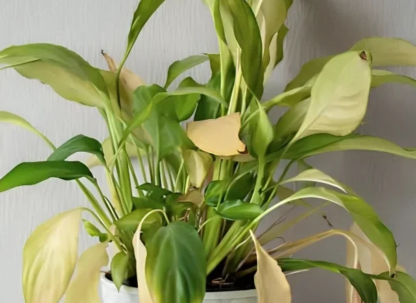 Peace Lily Yellow Leaves