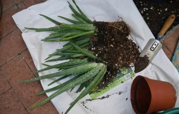 Aloe Vera Potting Soil: The Complete Guide to the Perfect Mix