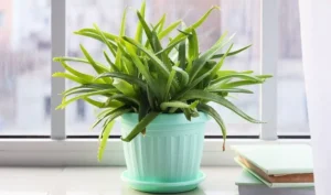 Aloe Vera Plant Inside