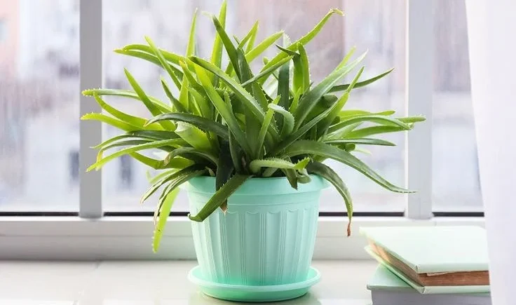 Aloe Vera Plant Inside