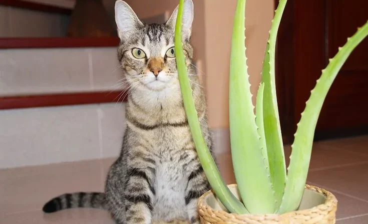 Is the Aloe Vera Plant Poisonous to Cats