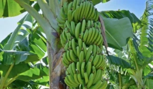 Banana Tree Fertilizer: