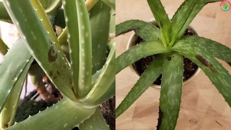 Aloe Vera Plant Going Brown