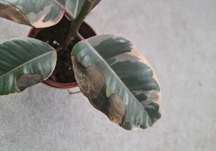 Rubber Plant Leaves Falling Off
